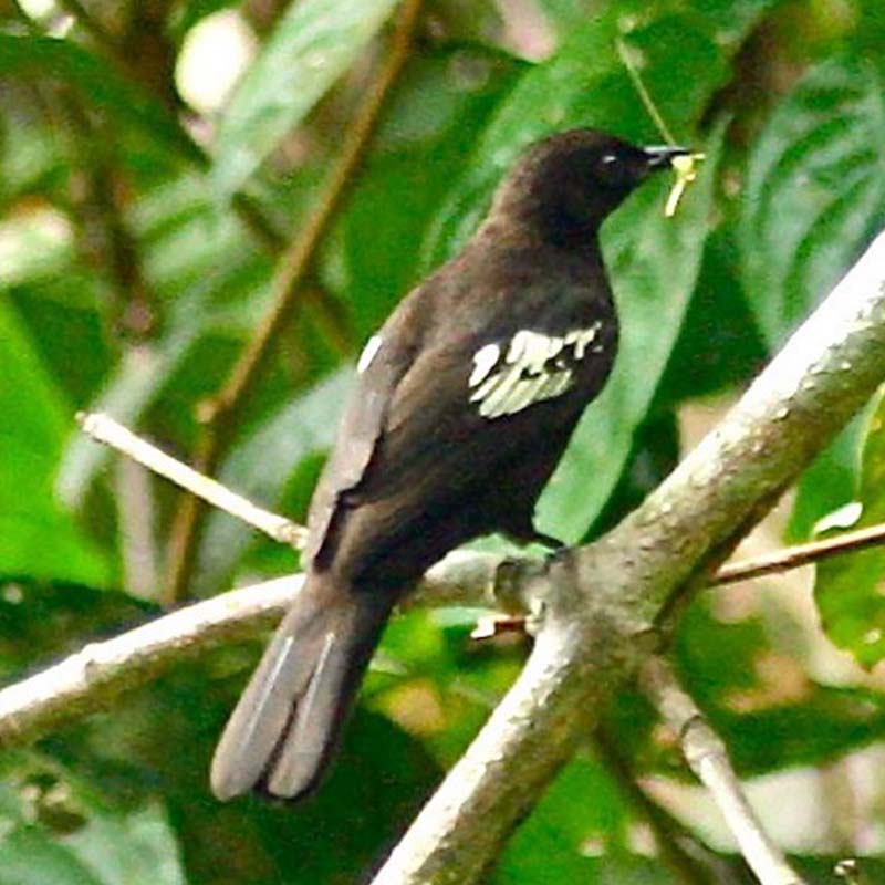 Black-And-White Bulbul Birds