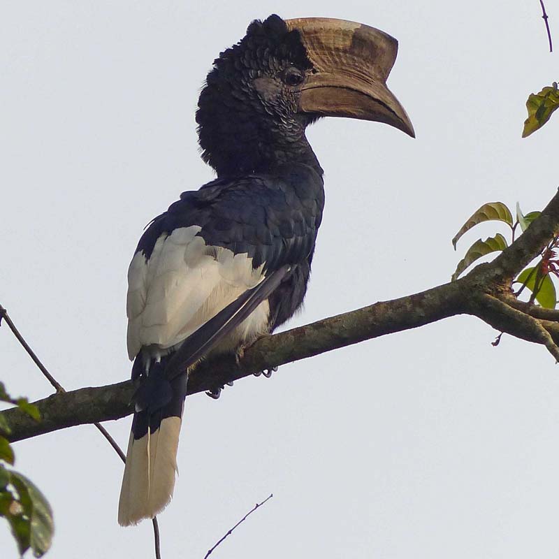 Black-And-White-Casqued Hornbill Birds