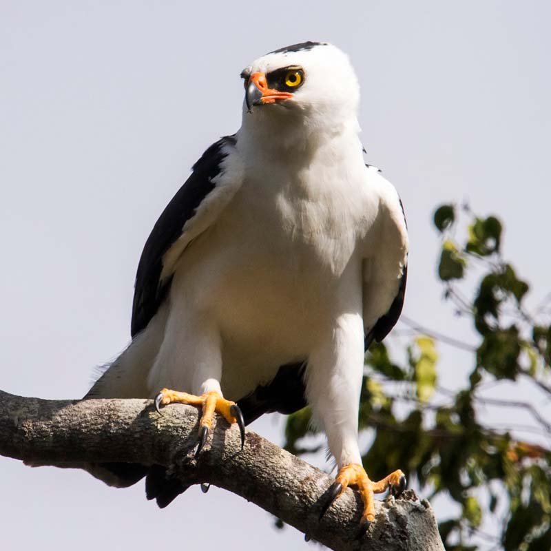Black-And-White Hawk-Eagle Birds