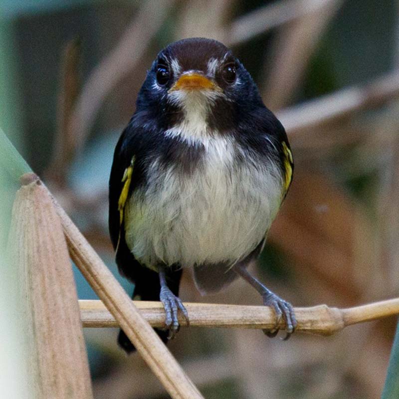 Black-And-White Tody-Flycatcher Birds