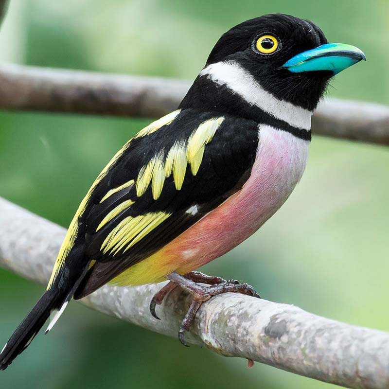 Black-And-Yellow Broadbill Birds