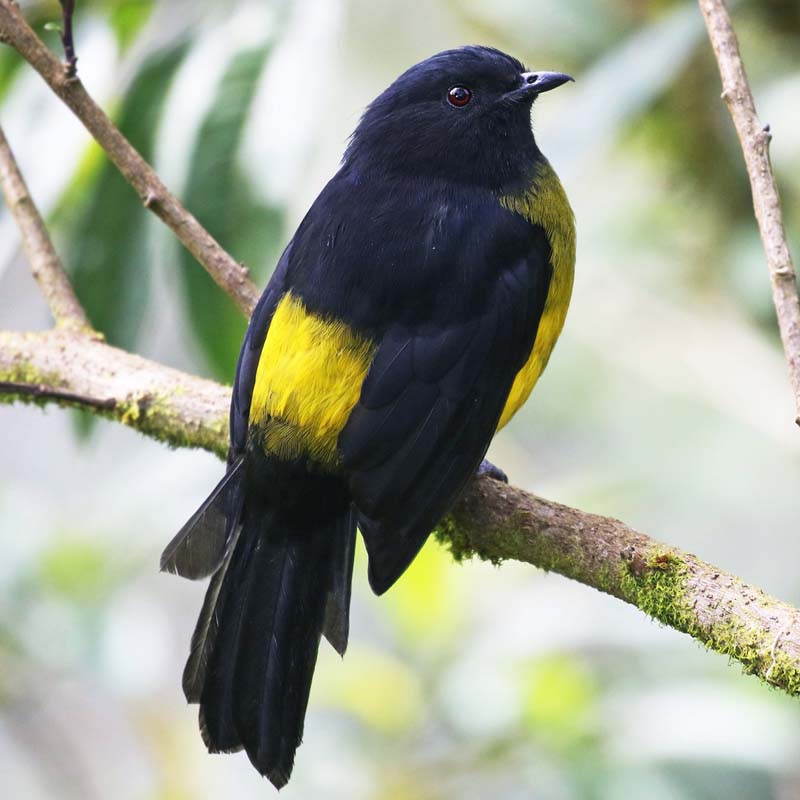 Black-And-Yellow Phainoptila Birds