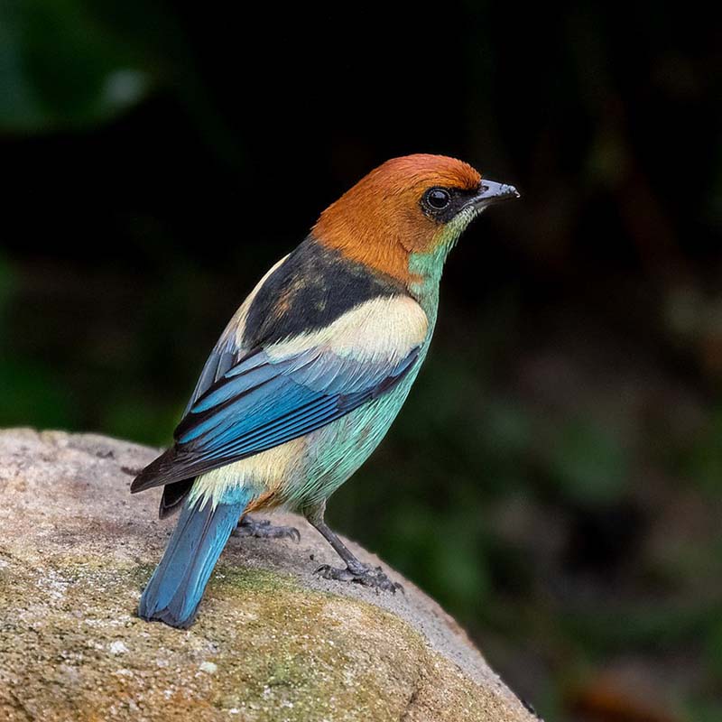Black-Backed Tanager Birds