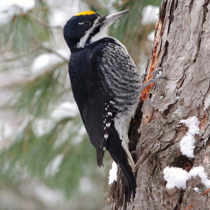 Black-Backed Woodpecker Birds