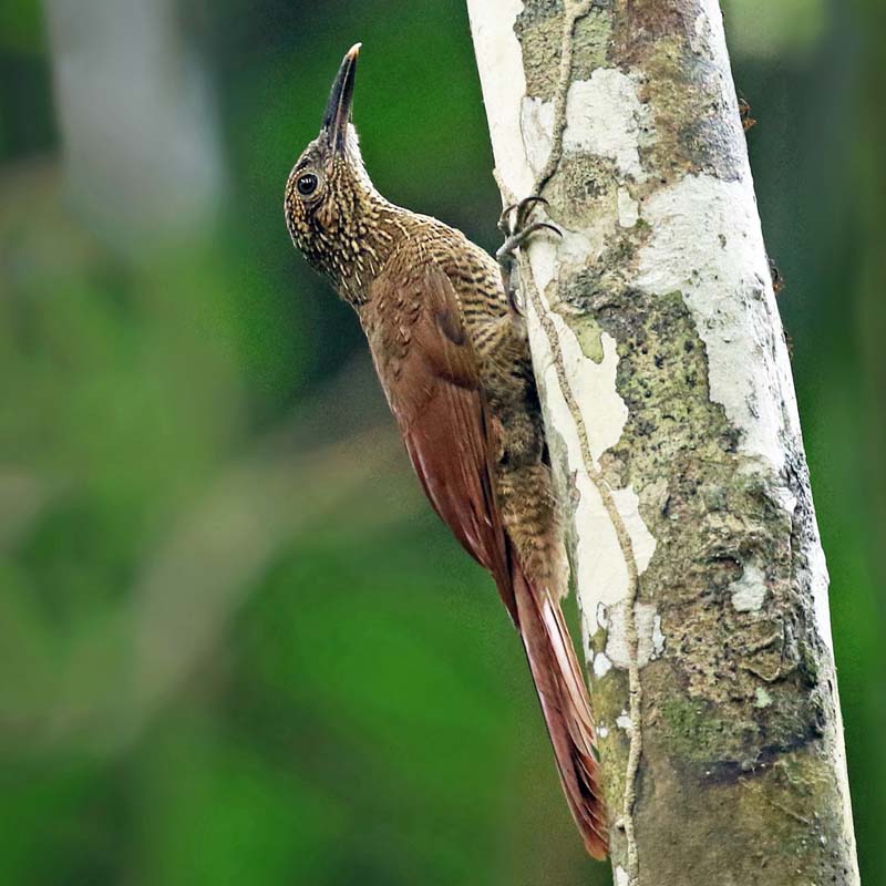Black-Banded Woodcreeper Birds