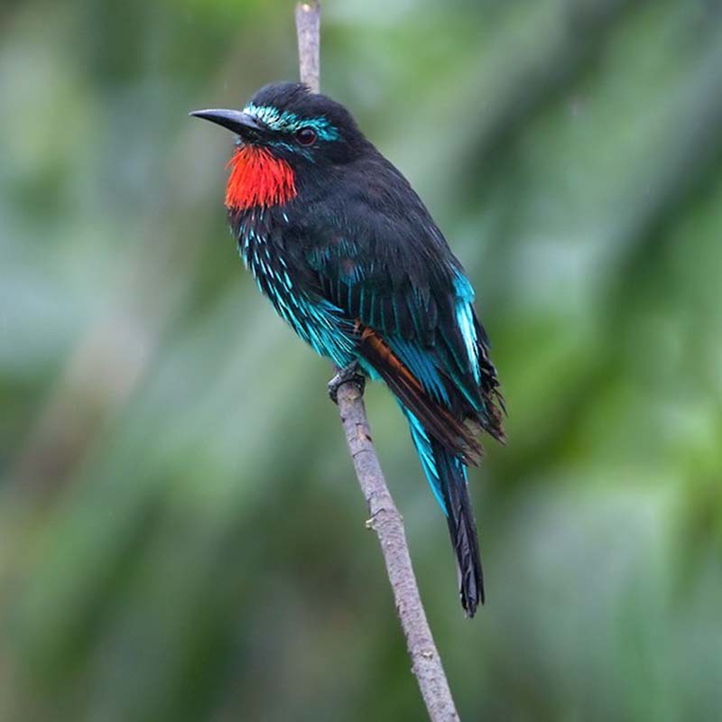 Black Bee-Eater Birds