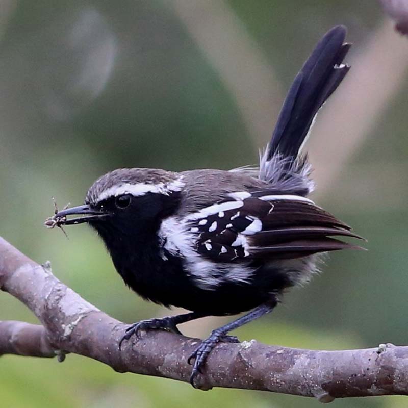 Black-Bellied Antwren Birds