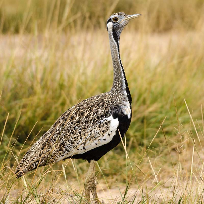 Black-Bellied Bustard Birds
