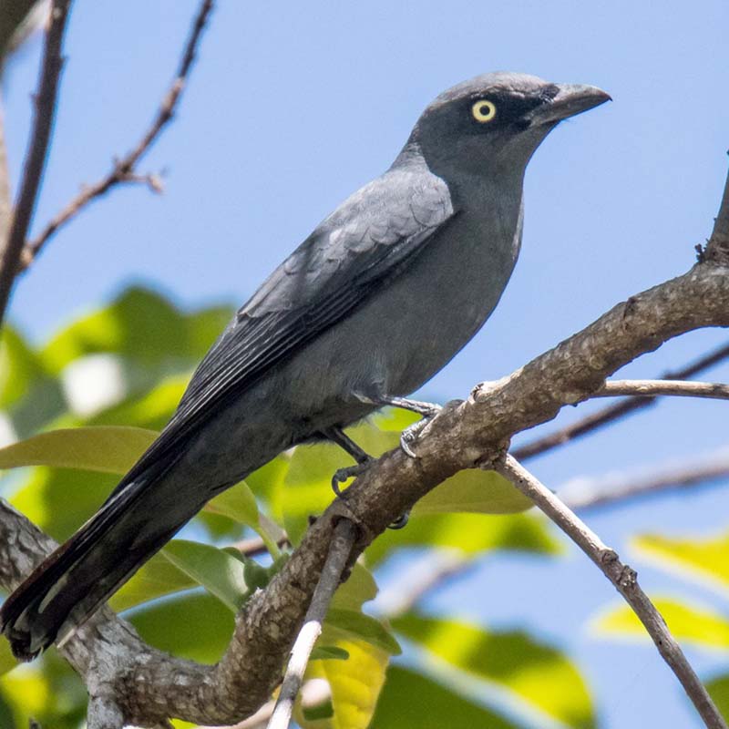 Black-Bellied Cuckooshrike Birds