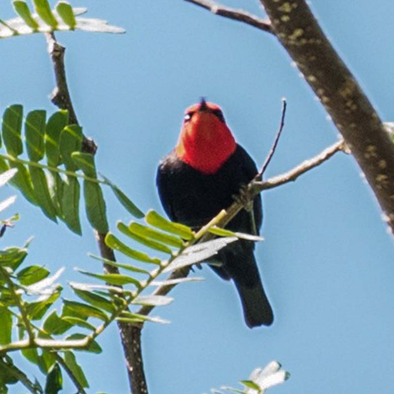 Black-Bellied Myzomela Birds