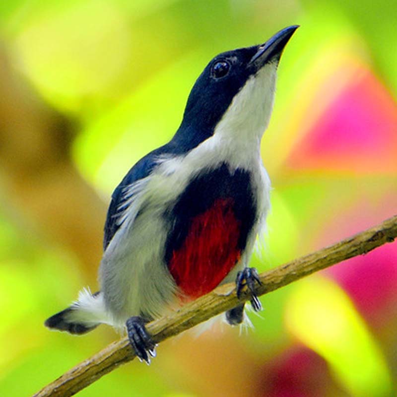 Black-Belted Flowerpecker Birds