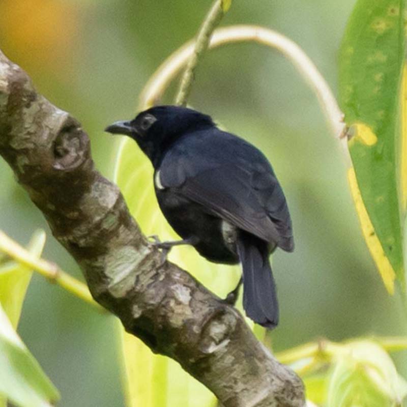 Black Berrypecker Birds