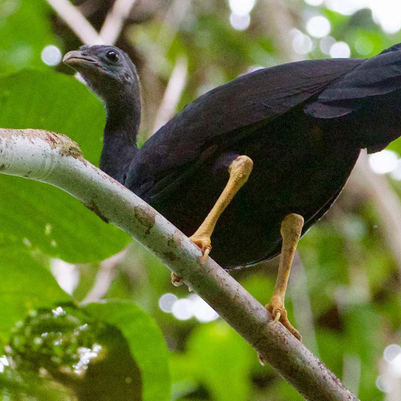 Black-Billed Brushturkey Birds