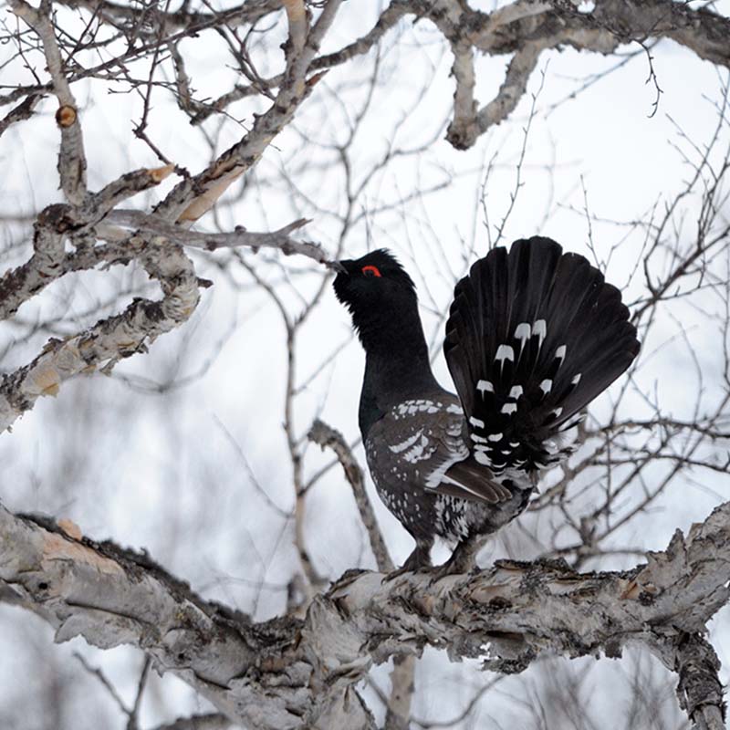 Black-Billed Capercaillie Birds