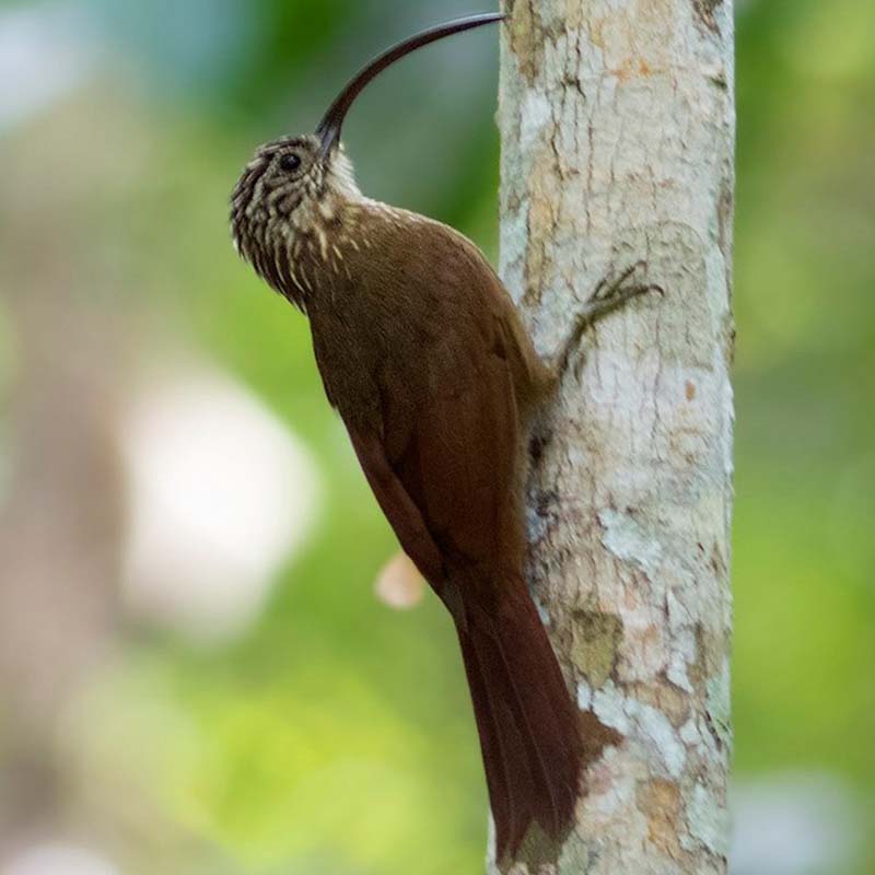 Black-Billed Scythebill Birds