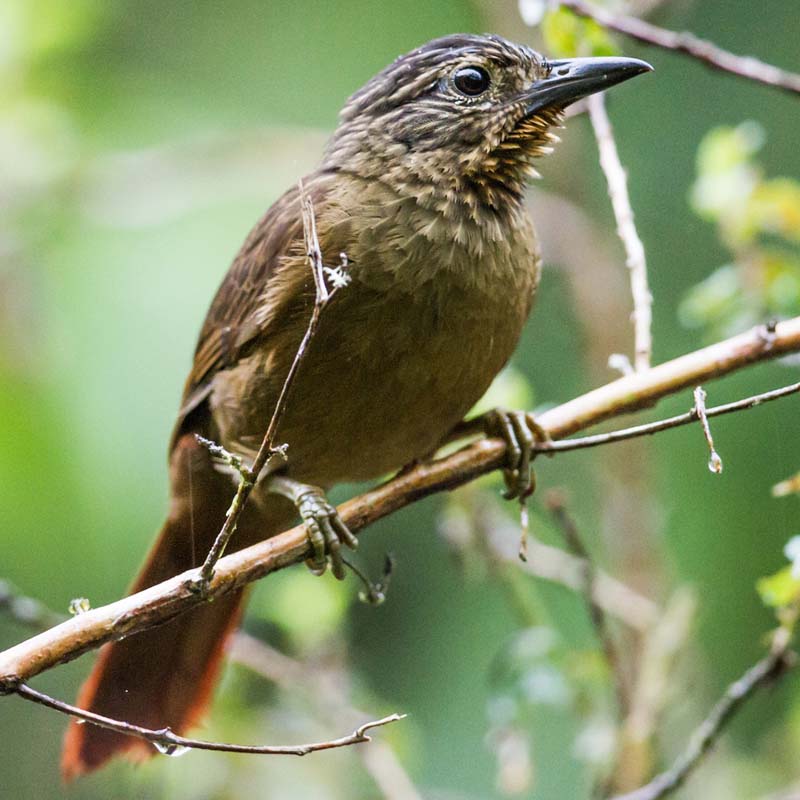 Black-Billed Treehunter Birds
