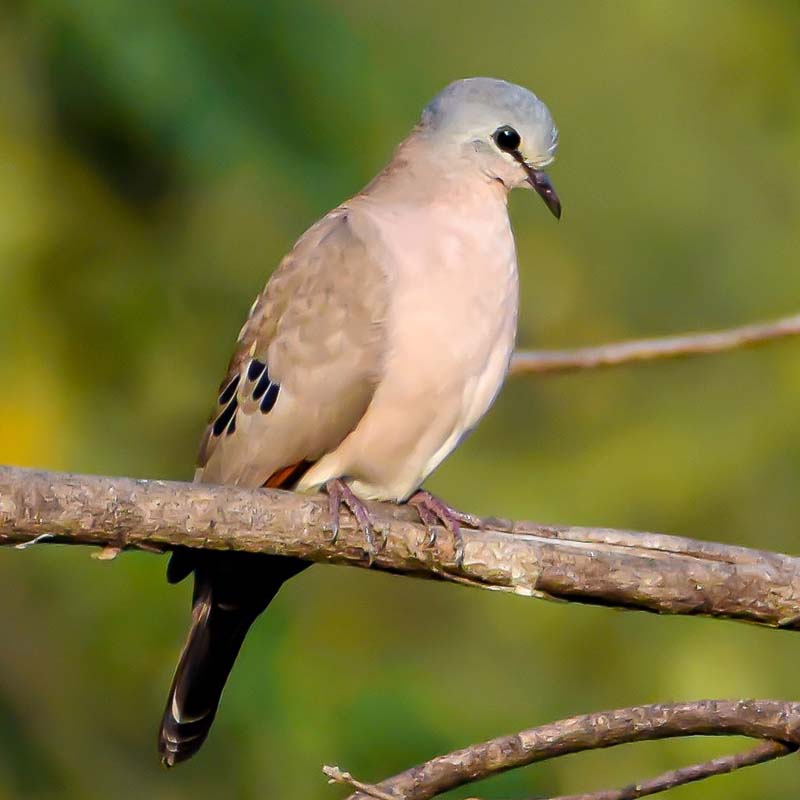 Black-Billed Wood Dove Birds