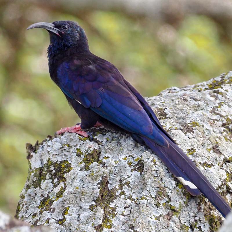 Black-Billed Wood Hoopoe Birds