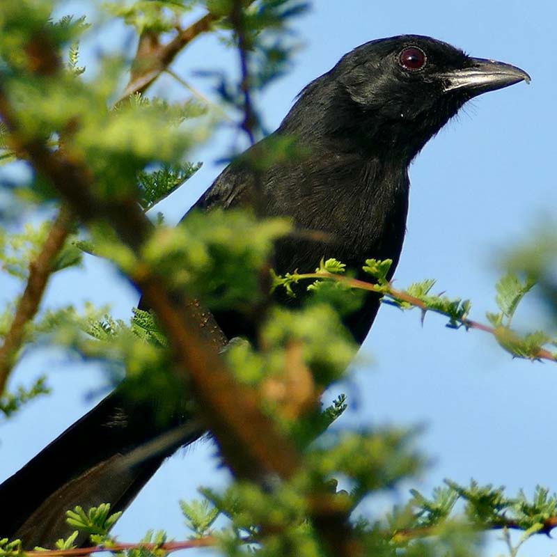 Black Boubou Birds