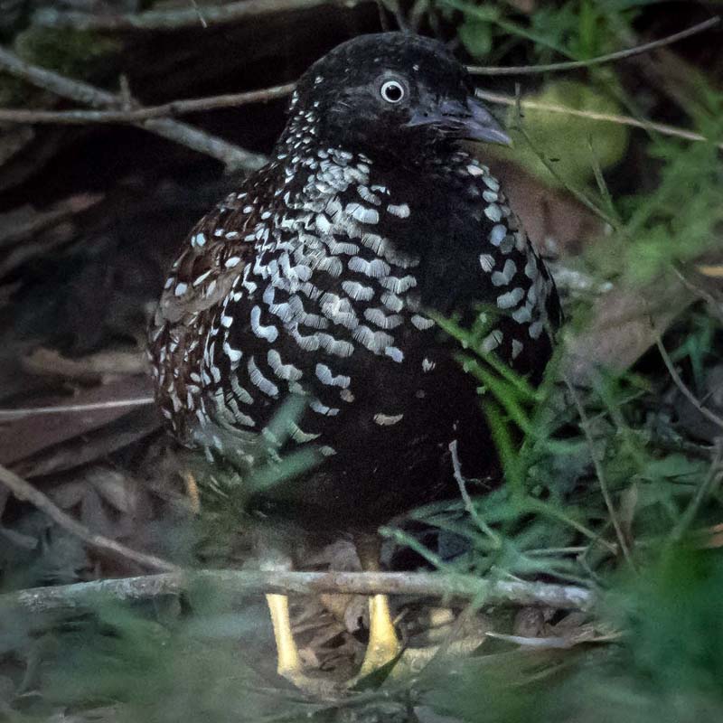 Black-Breasted Buttonquail Birds