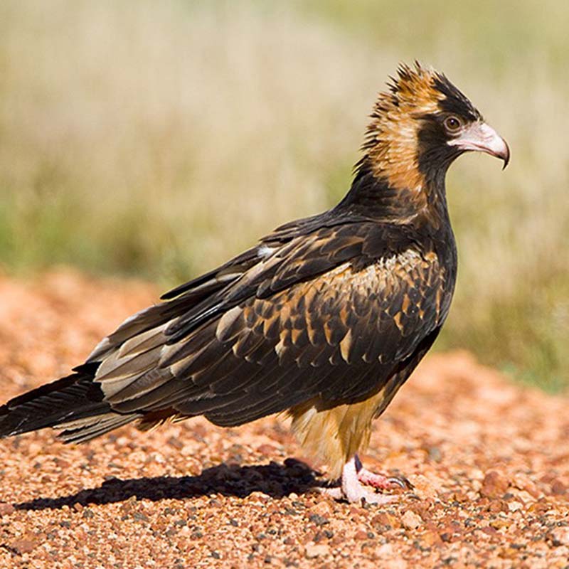 Black-Breasted Buzzard Birds