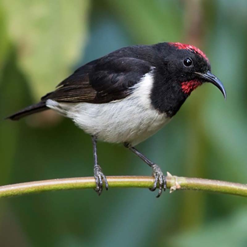 Black-Breasted Myzomela Birds