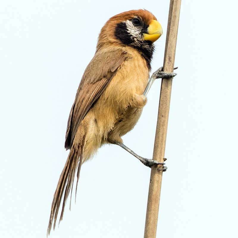 Black-Breasted Parrotbill Birds