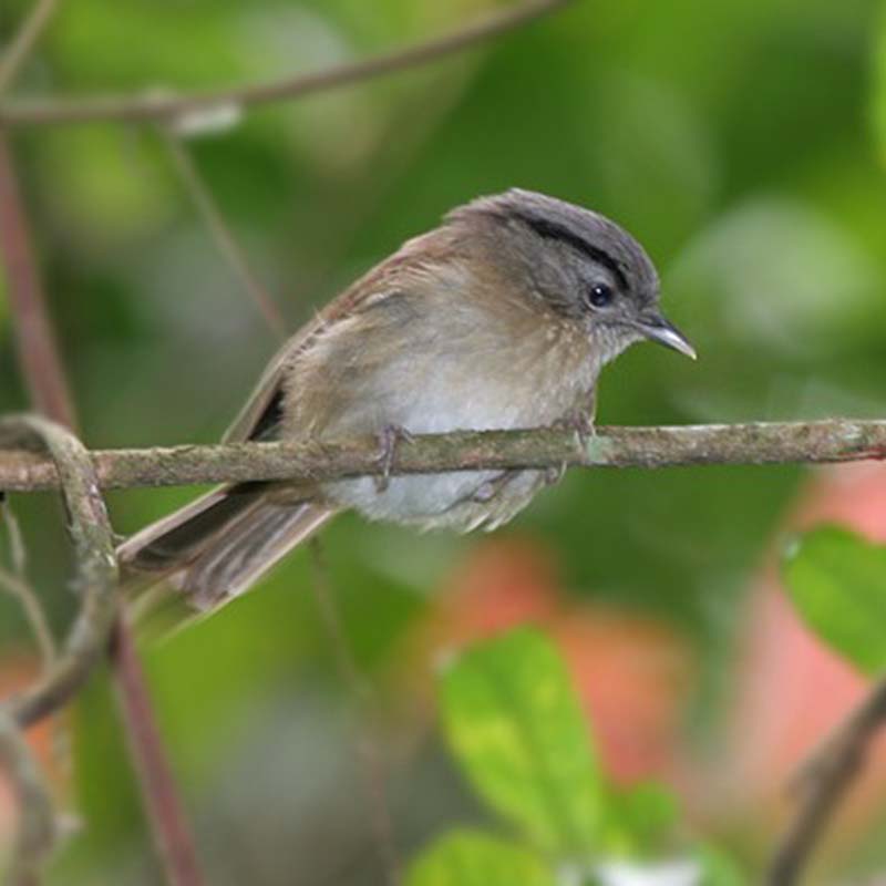 Black-Browed Fulvetta Birds