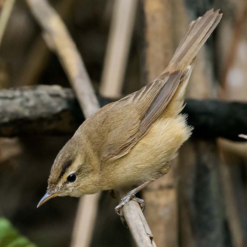 Black-Browed Reed Warbler Birds