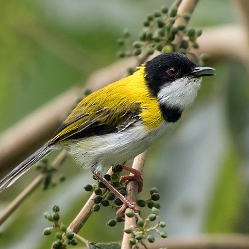 Black-Capped Apalis Birds
