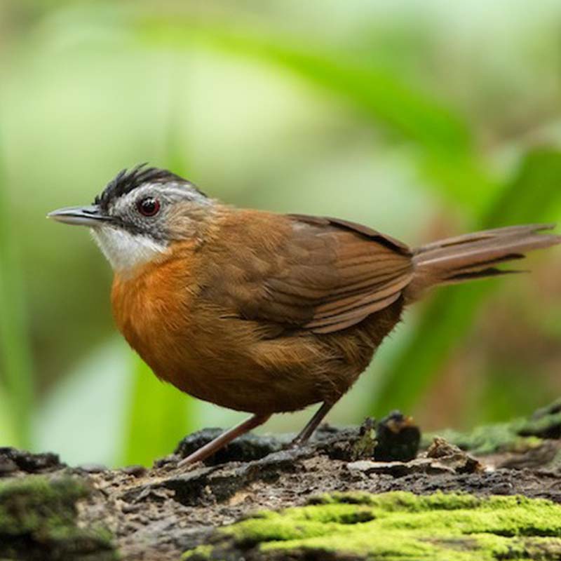 Black-Capped Babbler Birds