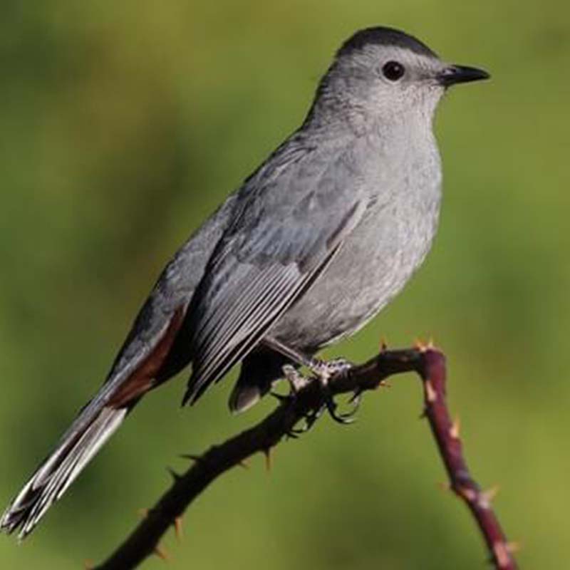Black-Capped Catbird Birds
