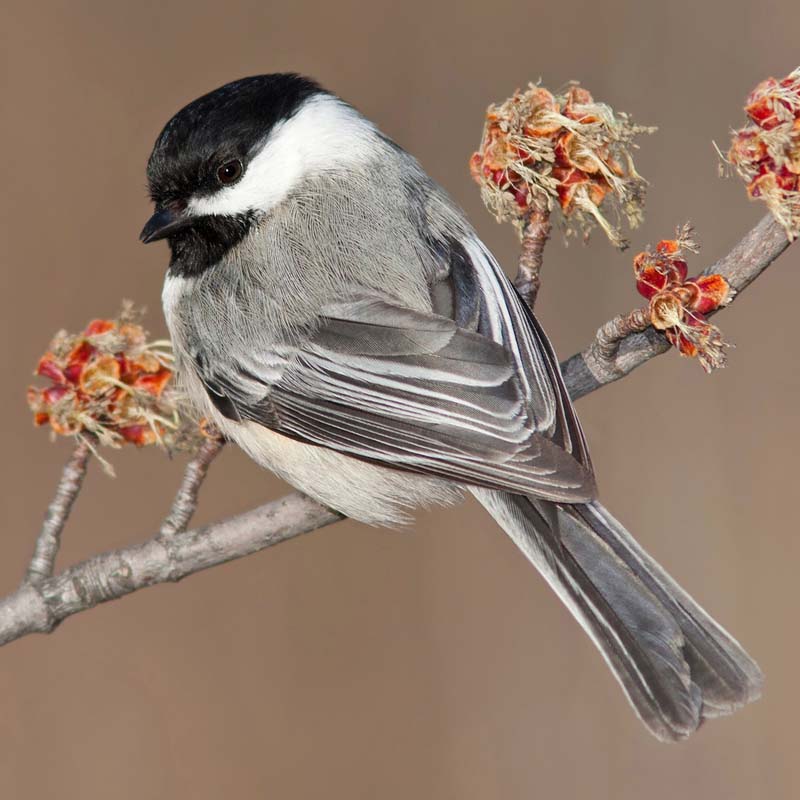 Black-Capped Chickadee Birds