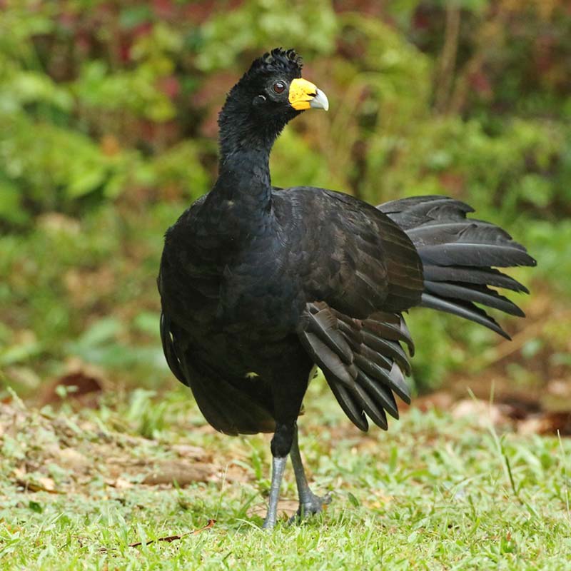 Black Curassow Birds