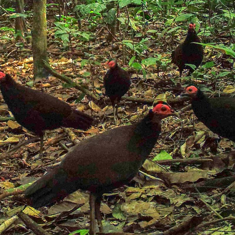 Black Guineafowl Birds