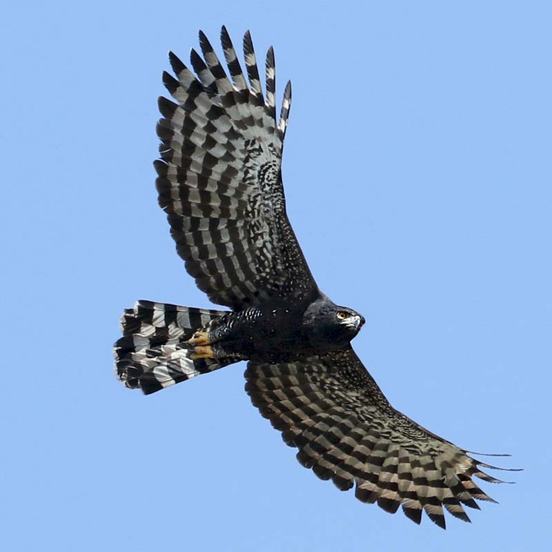 Black Hawk-Eagle Birds