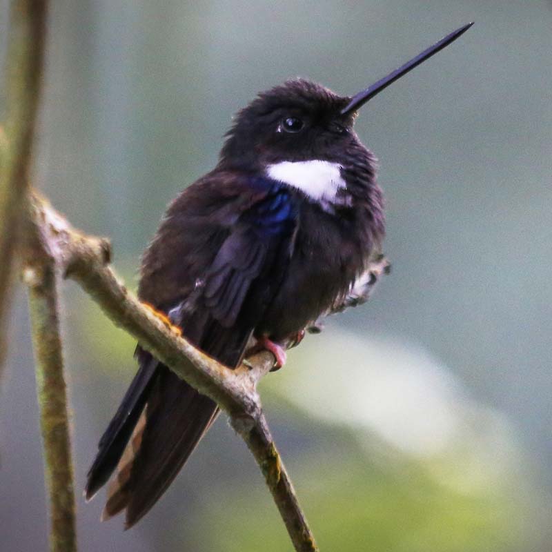 Black Inca Birds