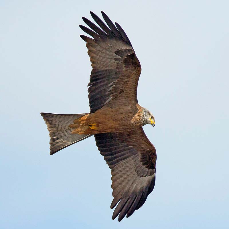 Black Kite Birds