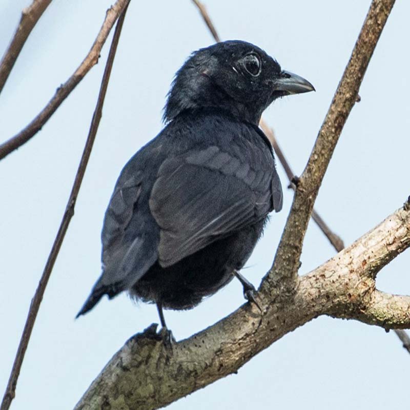Black Manakin Birds
