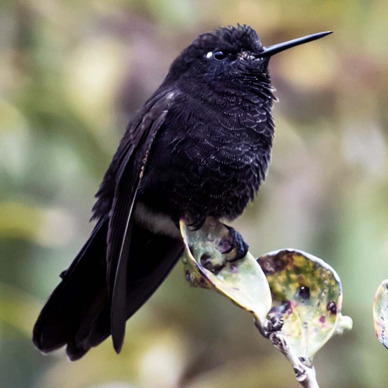 Black Metaltail Birds