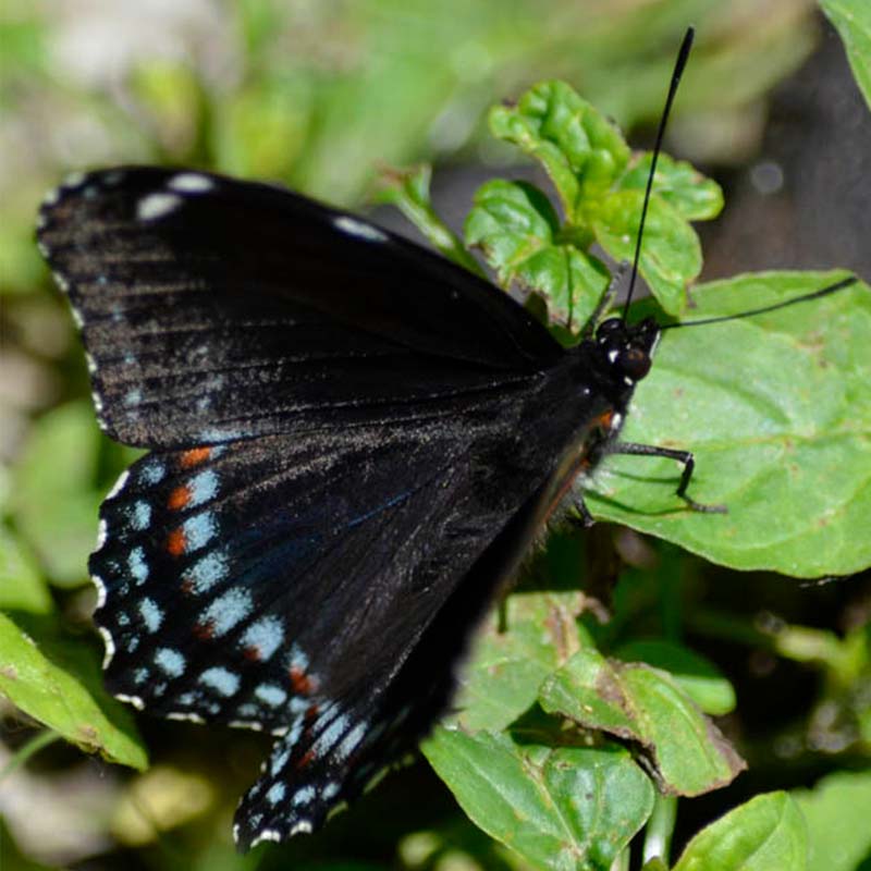 Black Monarch Birds