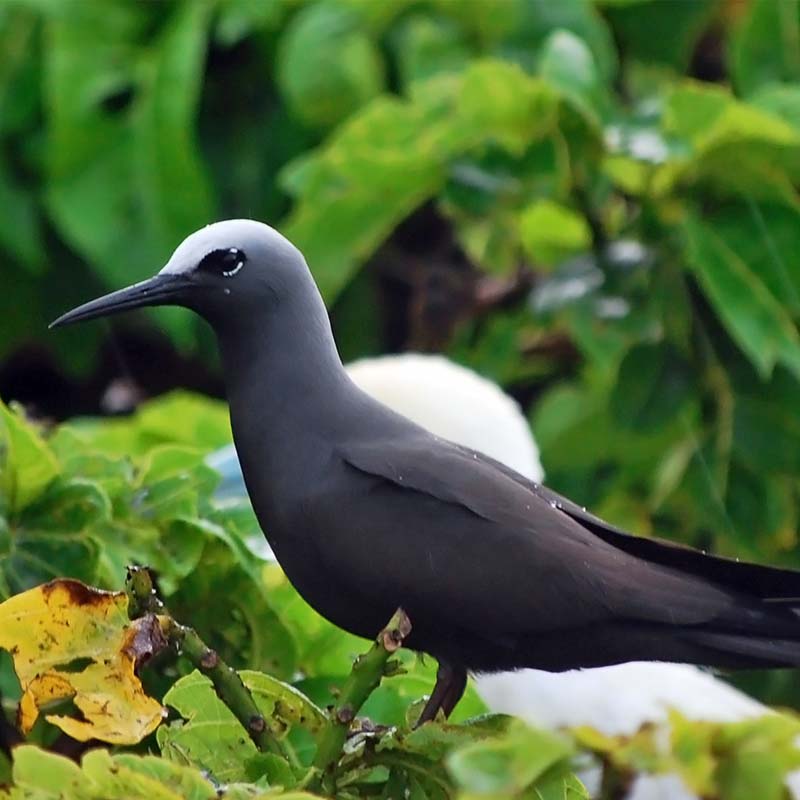 Black Noddy Birds