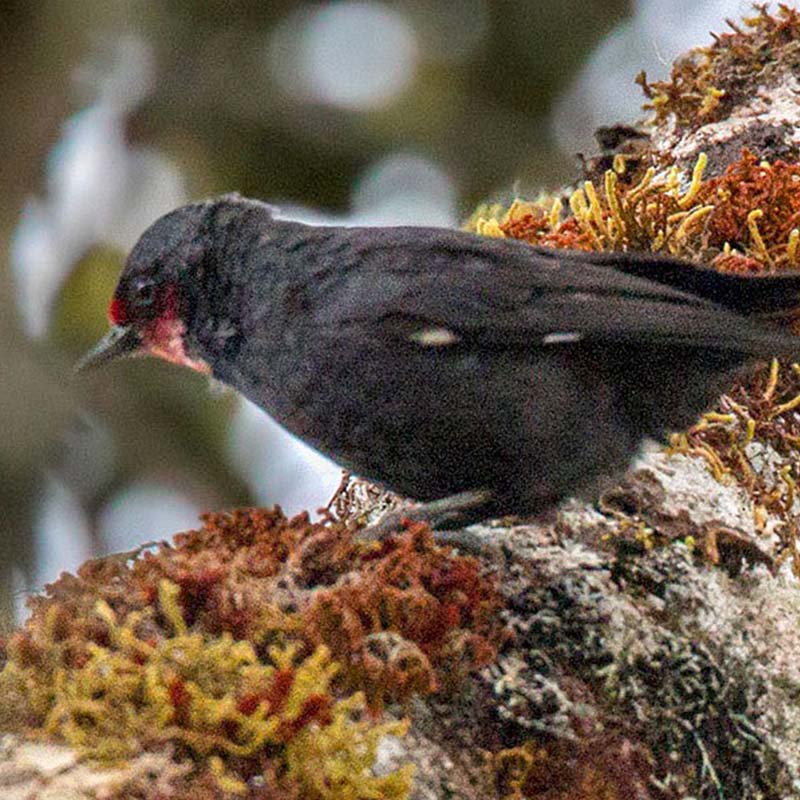 Black Sittella Birds
