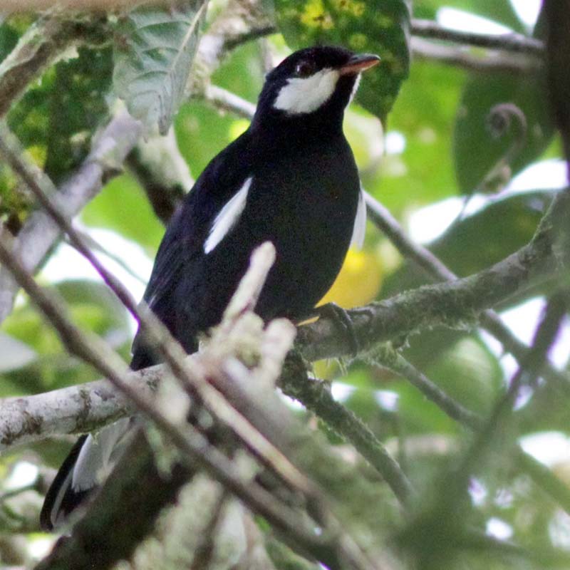Black Solitaire Birds