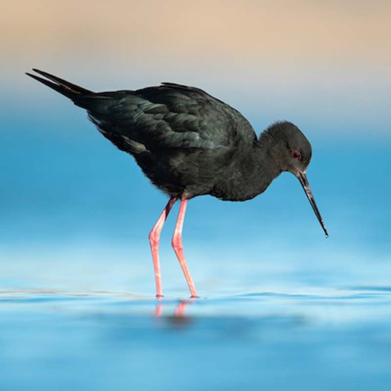 Black Stilt Birds