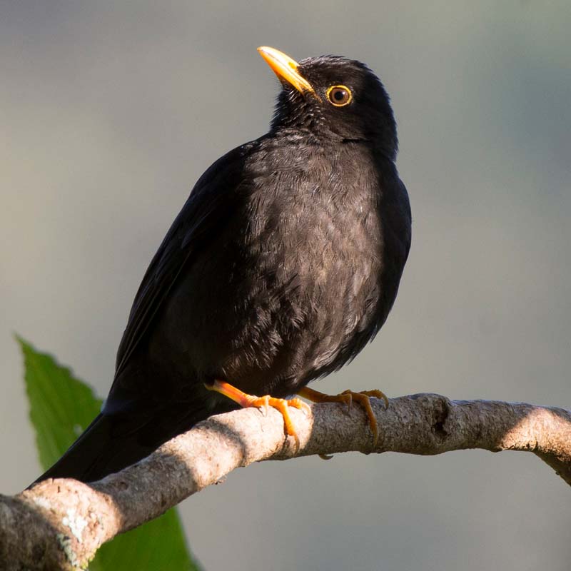 Black Thrush Birds