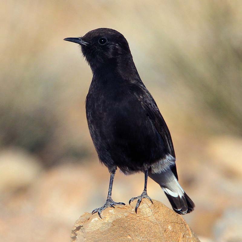 Black Wheatear Birds
