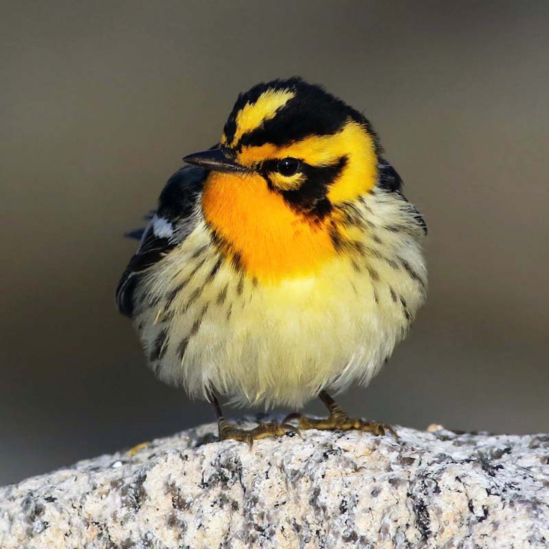 Blackburnian Warbler Birds