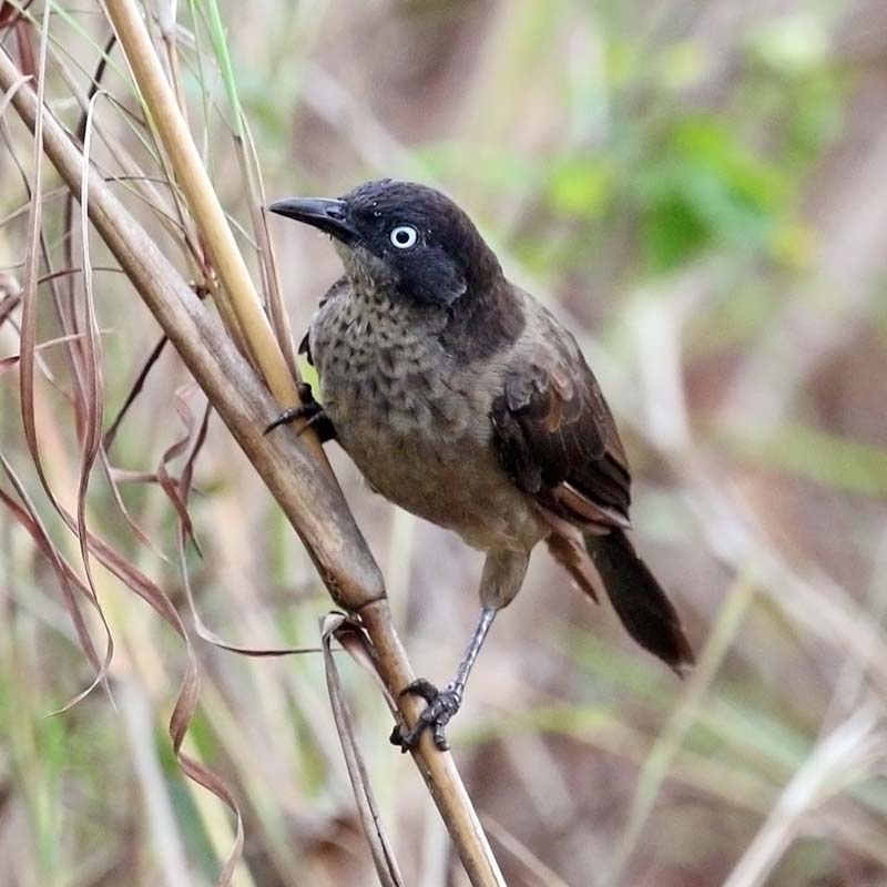 Blackcap Babbler Birds