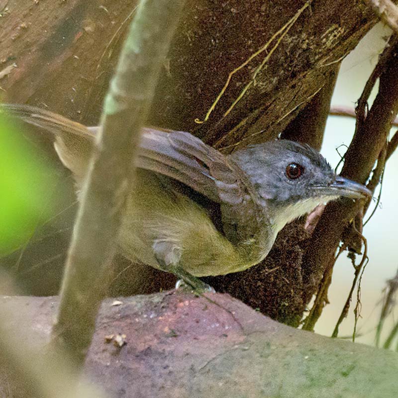 Blackcap Illadopsis Birds